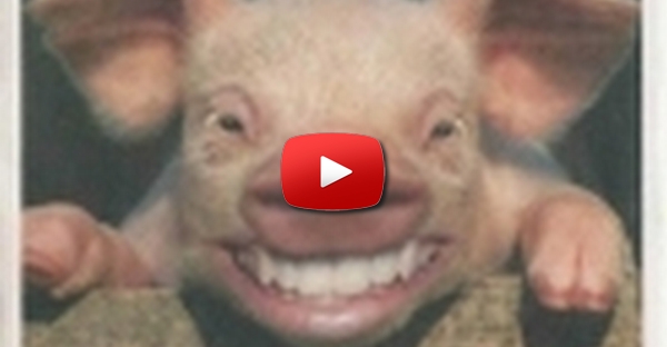 Porco Risinho